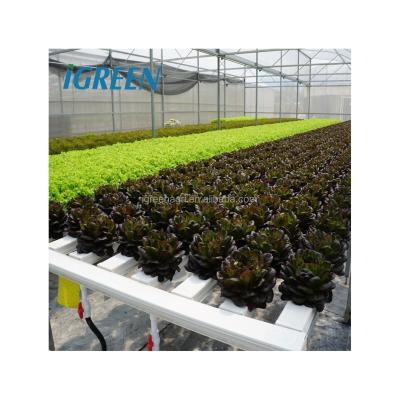 Commercial NFT Single Hydroponic System Growing Vegetable with Film Cover