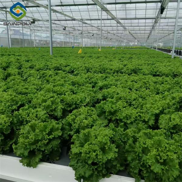Sainpoly Commercial Hydroponic Greenhouse For Plant Growing Lettuce