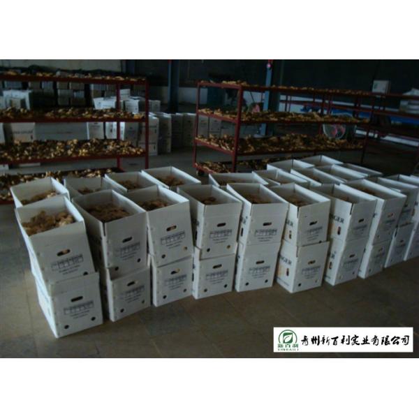 Medicinal Value Organic Fresh Ginger , Chinese Fresh Young Ginger For Swelling