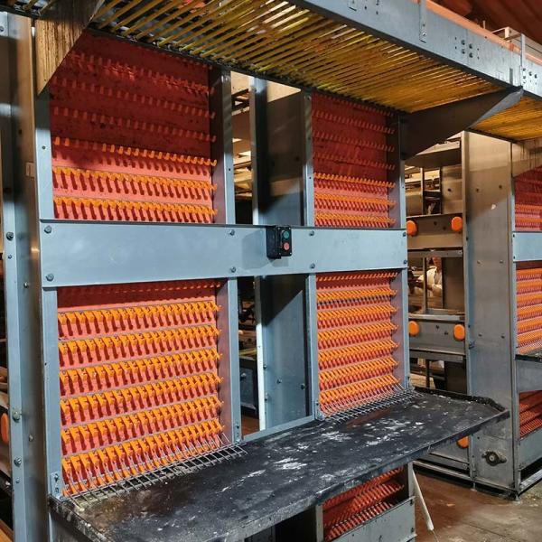 Слой яйца цыпленка арретирует оборудование с домом птицы