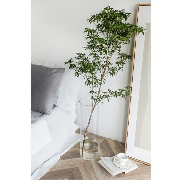 Minimalist 60cm High Tall Glass Vases The Perfect Combination of Style and Function