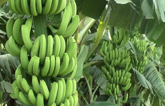 напудренные банановые деревья заботят удобрение бора кальция Foliar расстворимое в воде