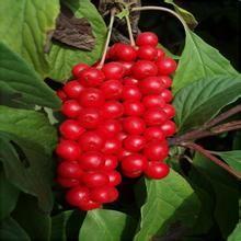 Schisandra P.E. Brown yellow fine powder, NATURAL liver protection, Anti-knub, Schisandrins 2%,5%,9%