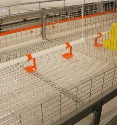 High Efficiency Poultry Farming Equipment Complete Set with Easy Setup Durable Galvanized Steel Cage System