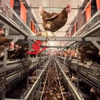 Multi-layer Cage Free System with Sufficient Movement Platform