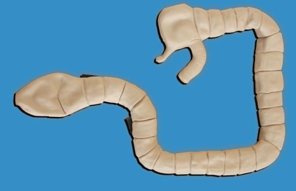 Sigmoscope Examination Clinical Simulation Intestinal Cavity Education Simulator