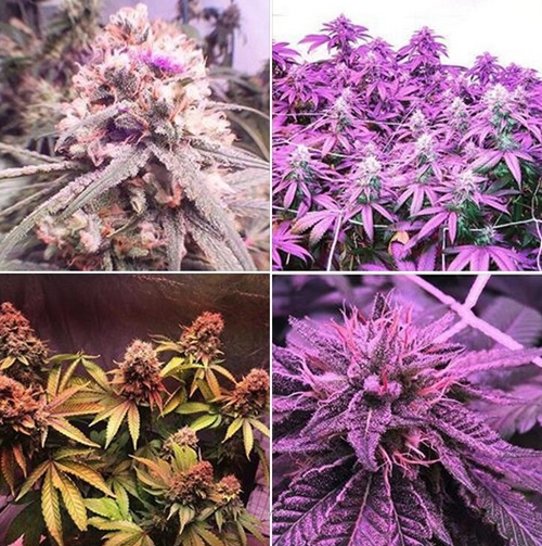 38W 0.5m2/0.3m Hydroponics Led Grow Lights 45W Flat Panel Indoor Plants