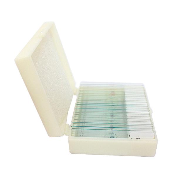 Medical Research Used Microbiology Amoeba Prepared Glass Microscope Slides For Teaching
