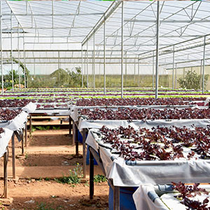 Plastic Tarp, Plastic Mulch, Weed Barrier, Concrete Moisture, Vapor Barrier, Construction Film, Lumber Tarp, Ground Cove