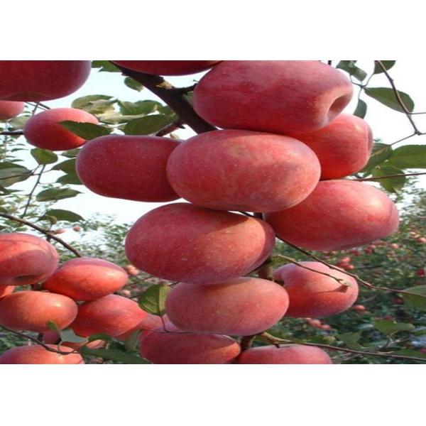 Adubo Chelated orgânico do boro do mirtilo, adubo cálcico Chelated