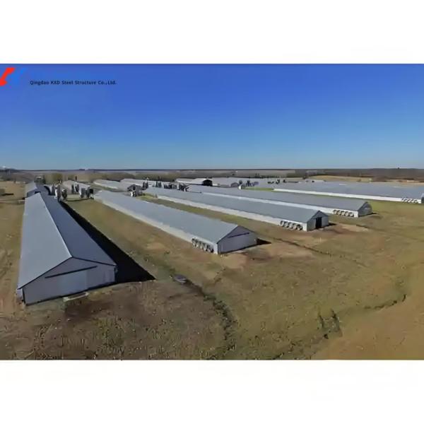 Fully Automatic Galvanized Poultry Farm Equipment with Customizable Layer Cage for Poultry House