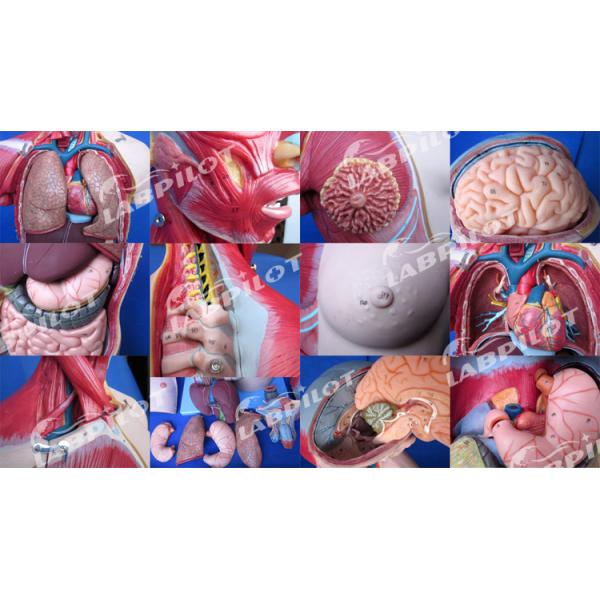 Advantage of 333 Numbered Positions Human Anatomy Torso Model with Muscles and Organs