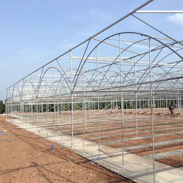 Agriculture Natural Ventilation Greenhouse Temperature Control Multi Span Greenhouse