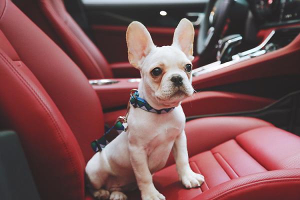 24 Inch Safe Pet Car Seatbelt Harness Puppy Seat Belt For Car Elastic Reflective