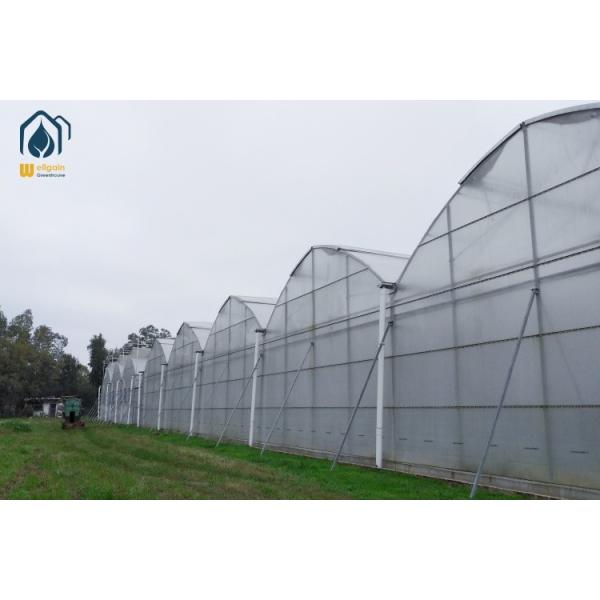 Agricultural Multi Span Greenhouse Hot Dip Galvanized Steel Frame Greenhouse