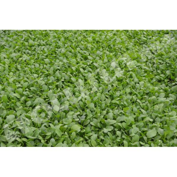 En el caso de las plantas de cultivo de frutas y hortalizas, el sistema de refrigeración por vacío de color azul proporciona un sistema de inspección de salida de vídeo.