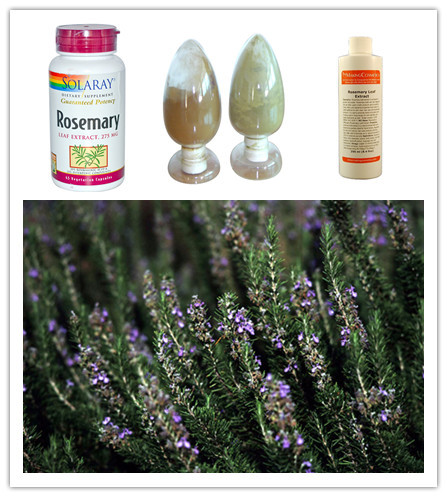 100%Natural Rosemary Herb Extract,2.5%-40% Rosmarinic acid/6%-75% Carnosic Acid