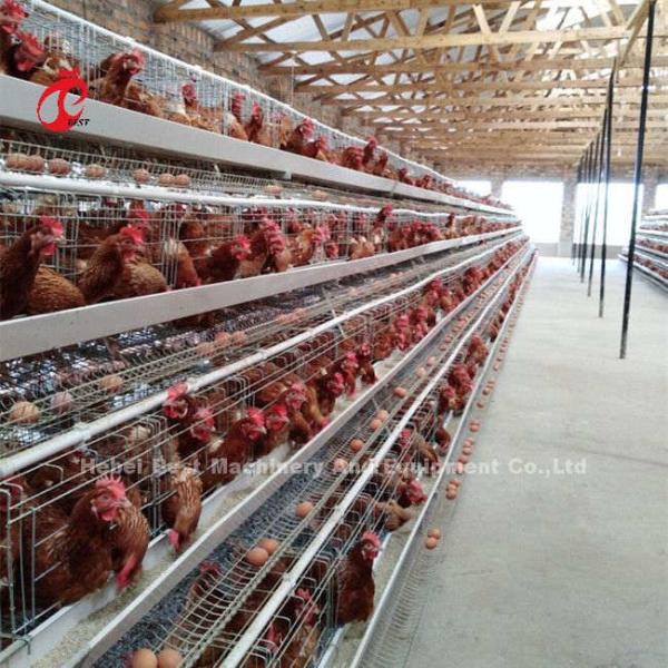 Тип Курица 128 птиц Птица Курица Батарейная клетка Система горячее погружение оцинкованные для Нигерии Ферма Дорис