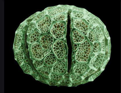 Beginner Zoology And Botany Prepared Microscope Slides With Identification