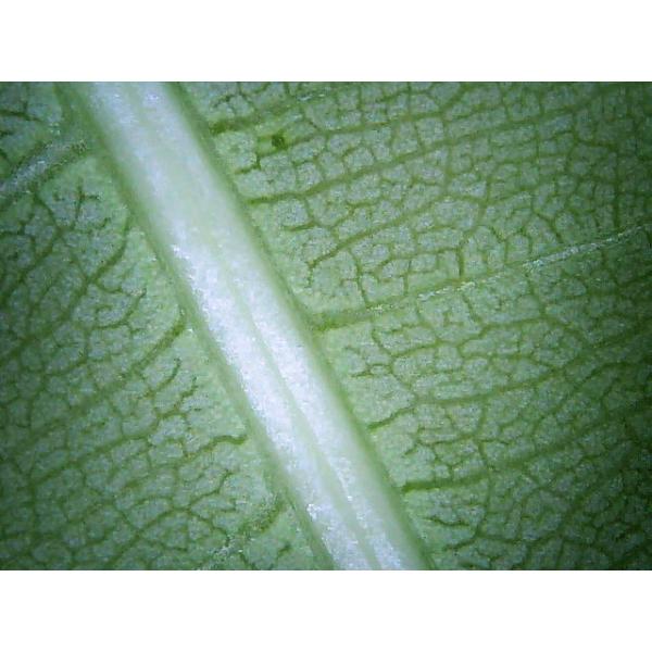 WIFI+USB 5-200X Zoom Portable Digital Microscope