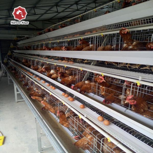 A Frame Hot Dipped Layer Battery Chicken Cage 4 Layers / Cell