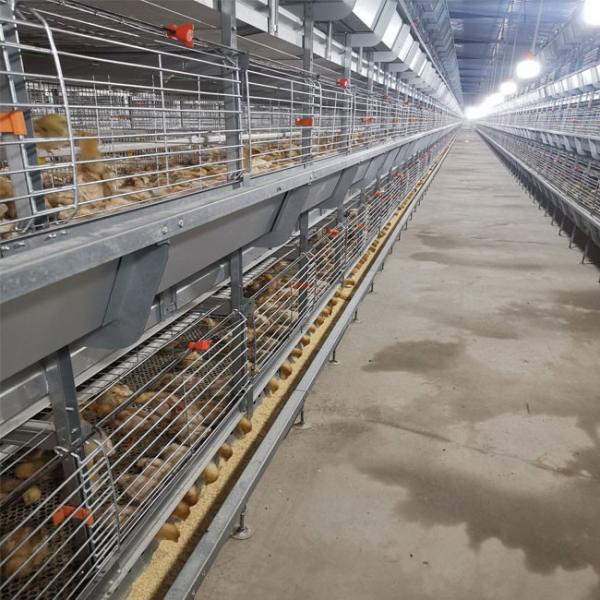 Sistema de aço galvanizado quente da gaiola da grelha para a exploração agrícola de galinha
