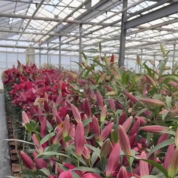 Hydroponic System Multi-Functional Glass Greenhouse JX-A00303 for Optimal Crop Growth