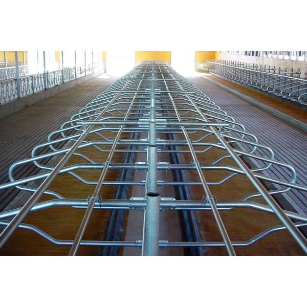 Двойник цвета мычки амбара стойла коровы длины 2.3m свободный встал на сторону