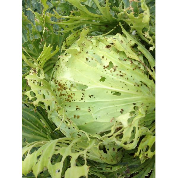 SC PrGV+0.2% Bt Natural Vegetable NPV Insecticides Tomato Plant vegetable worm Spray