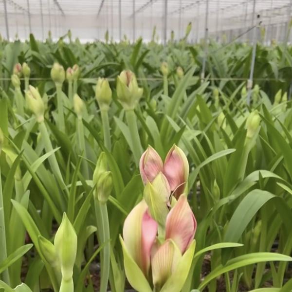 Двухслойный стеклянный тепличный навес для цветов 50,00 см * 60,00 см * 80,00 см Размер упаковки