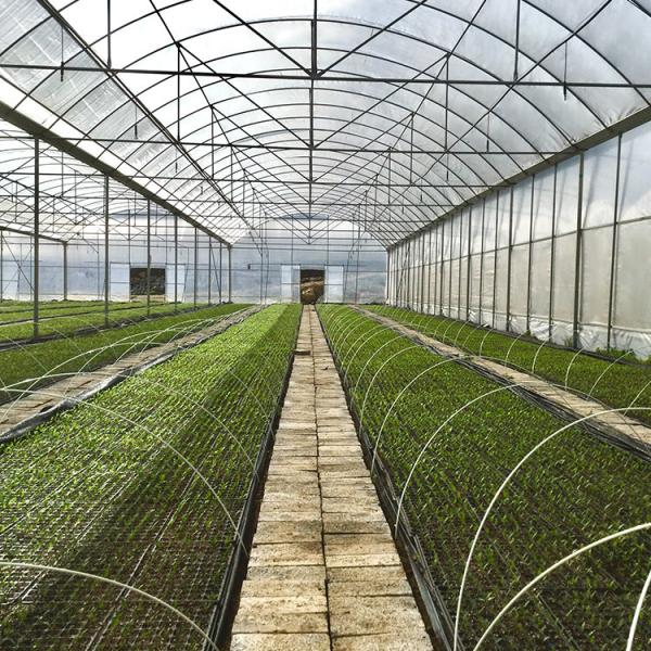 Fertilizante de vegetais agrícolas Fertilizante de tomate de várias faixas Fertilizante para frutas Flor