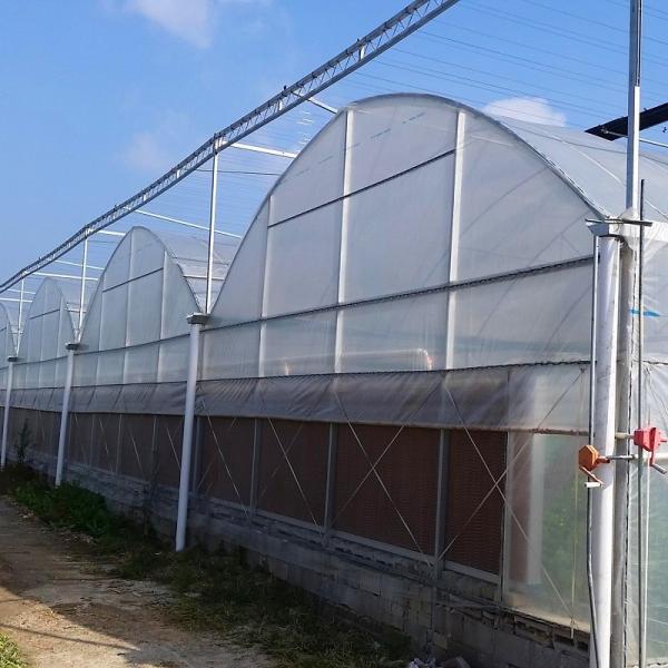 Grande serre chaude multi transparente d'envergure de 200 microns de Coverd de feuille de plastique d'Agroculture