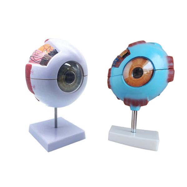 6 Times Enlarged Plastic Human Anatomical Eye Model With Blood Vessel