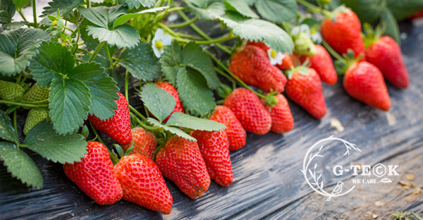 Water Soluble Amino Acid Chelate Calcium Foliar Organic Fertilizer