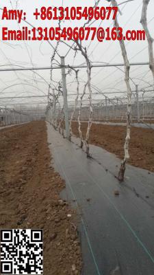 100% strong price low pp woven polypropylene fabric in roll/heavy duty weed control fabric