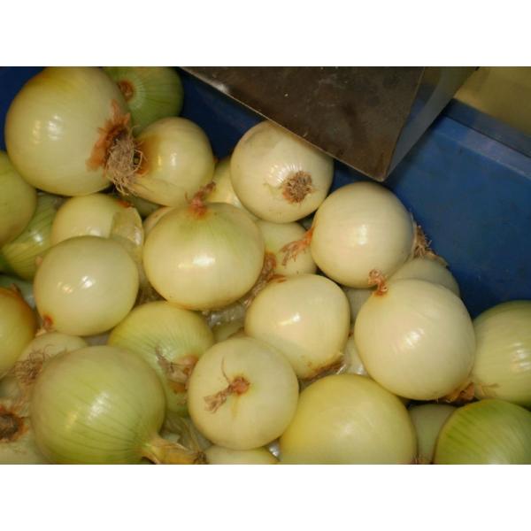 500-700kg/h Small Onion Peeling Cutting Machine 1.52kW with Adjustable Peeling Layers