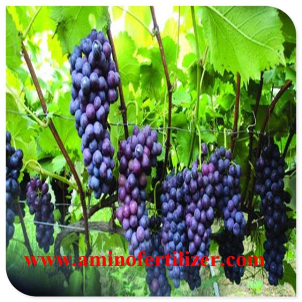 O ácido aminado líquido de 20% Chelated com CAS No. 65072-01-7 para a árvore de frutos