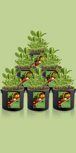 Fabric Raised Garden Bed 6x3x1ft Garden Grow Bed Bags for Growing Herbs, Flowers and Vegetables 128 Gallon