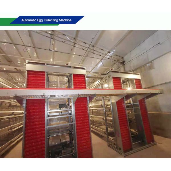 Automatic Poultry Equipment with Hot-dip Galvanized Steel for 50-Year Service Life and Customized Dimensions