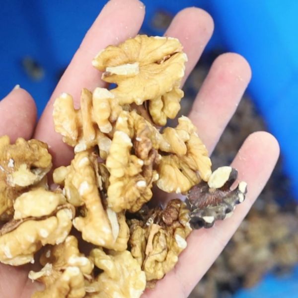 Smart Walnut Kernel Sorting Unit Provides Gentle High-Frequency Feeding For Low Breakage Nut Processing Results
