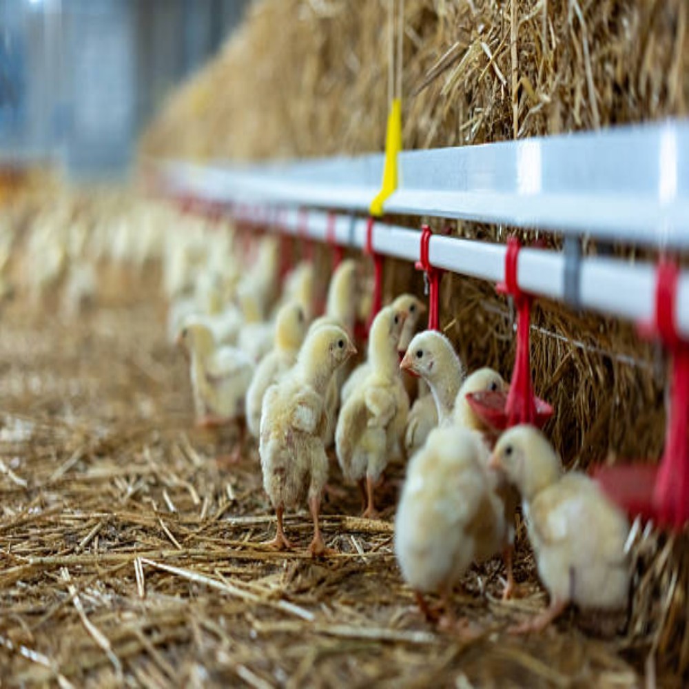 Hot Dipped Galvanized H Type Battery Cage with Automatic Feeding System and 15-20 Years Lifespan