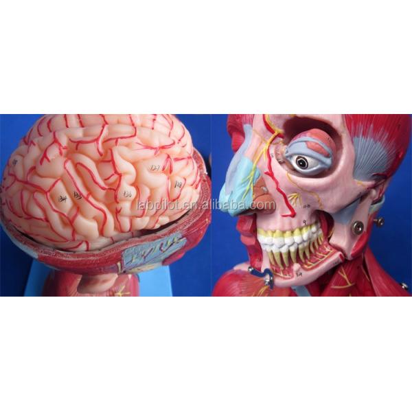 Medical Study Advanced PVC Human Head Muscles Nerves and Brain Anatomical Torso Model
