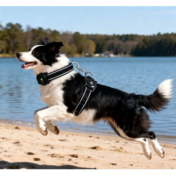 Find My Dog GPS Navigator Collar Real Time Tracking Waterproof Reflective Soft Padded Durable Plastic 3 Year Battery Life
