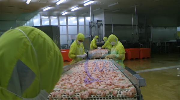 クリップ加工生産ライン,煮たクリップの調理機,スーシのクリップの蒸気ブランシング機