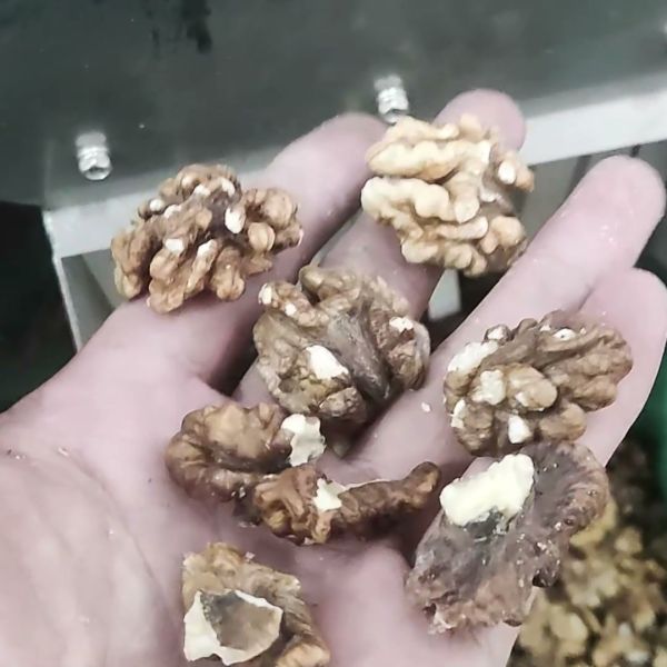 Professional 4 Channels Nut Kernel Color Sorting Machine with FPGA Image Processing and Adaptive Outlets