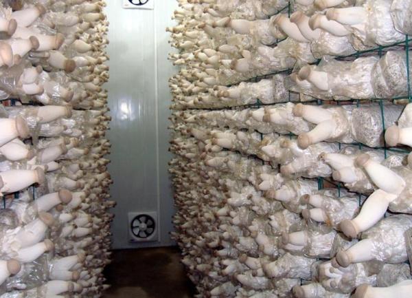 Large Integration Cold Storage Room 2.5m Automatic For Hotel / Market