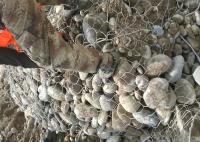 A instalação fácil cilíndrica de aço galvanizada da gaiola Nova-051 da malha de Gabion
