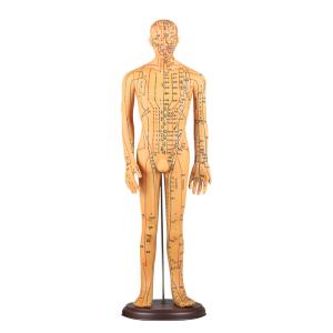 Meridian Chart Included Acupuncture Body Model Approximately 5kg Versatile For