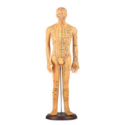 Meridian Chart Included Acupuncture Body Model Approximately 5kg Versatile For Different Techniques