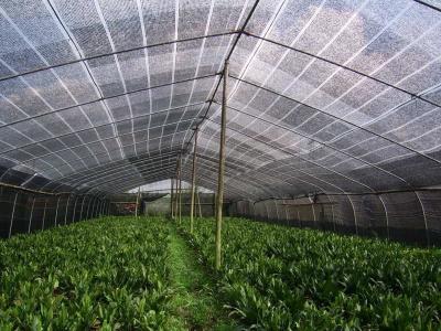 High Speed Raschel Knitting Machine , Greenhouse Agriculture Vegetable Net Making Machine